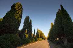 Italien, Tuscany, Castagneto Carducci, Bolgheri, väg och cypresse royaltyfria bilder Italien, Tuscany, Castagneto Carducci, Bolgheri, väg och cypresse royaltyfria bilder