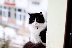 black and white cat royalty free stock photography black and white cat royalty free stock photography
