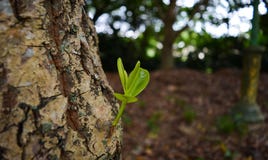 New life start. New beginnings. Plant germination on soil. stock photos New life start. New beginnings. Plant germination on soil. stock photos
