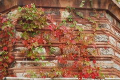 Ivy Ivy