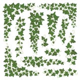 Ivy branches green set stock illustration Ivy branches green set stock illustration