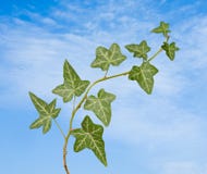 Ivy On Sky Background Royalty Free Stock Photography