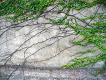 Ivy On The Old Wall Stock Images Ivy On The Old Wall Stock Images