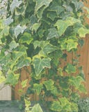 Ivy Plant stock photography Ivy Plant stock photography