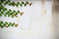 Ivy Vines On The Wall Royalty Free Stock Photo