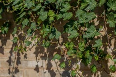 Ivy wall royalty free stock photos Ivy wall royalty free stock photos