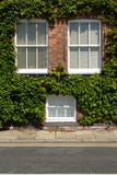 Ivy Windows. Stock Photography Ivy Windows. Stock Photography