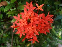 Ixora fotografering för bildbyråer Ixora fotografering för bildbyråer
