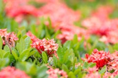 West Indian Jasmine flower flower blossom in a garden. red spike flower. King Ixora blooming-image 03 royalty free stock photography West Indian Jasmine flower flower blossom in a garden. red spike flower. King Ixora blooming-image 03 royalty free stock photography