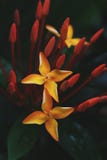 Ixora flowers on black Stock Photo Ixora flowers on black Stock Photo