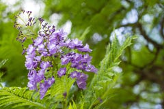 Jacaranda Mimosifolia Is A Beautiful Sub-tropical Tree Native To Royalty Free Stock Photos Jacaranda Mimosifolia Is A Beautiful Sub-tropical Tree Native To Royalty Free Stock Photos