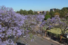 Jacaranda sbocciante sulle vie di Pretoria fotografie stock libere da diritti Jacaranda sbocciante sulle vie di Pretoria fotografie stock libere da diritti