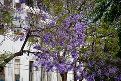 Jacarandabäume in der Blüte, Lagos, Portugal Lizenzfreies Stockfoto Jacarandabäume in der Blüte, Lagos, Portugal Lizenzfreies Stockfoto