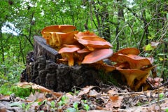Jack O Lantern Mushrooms Stock Images