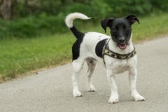 Jack Russel preto e branco pequeno joga fora fotos de stock Jack Russel preto e branco pequeno joga fora fotos de stock
