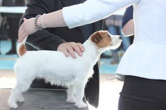 Jack Russell-de hond heeft een controle van zijn leraren Stock Foto Jack Russell-de hond heeft een controle van zijn leraren Stock Foto