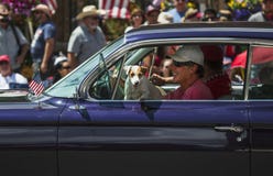 Jack Russell pies wiesza w nadokiennym Lipu 4, dzień niepodległości parada, Telluride, Kolorado, usa zdjęcia stock Jack Russell pies wiesza w nadokiennym Lipu 4, dzień niepodległości parada, Telluride, Kolorado, usa zdjęcia stock