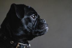 Jack Russell Pug imagem de stock royalty free Jack Russell Pug imagem de stock royalty free