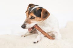 Jack Russell Terrier 10 años - el pequeño perro lindo come y mastica con el disfrute Perrito aislado contra el fondo blanco imagen de archivo libre de regalías Jack Russell Terrier 10 años - el pequeño perro lindo come y mastica con el disfrute Perrito aislado contra el fondo blanco imagen de archivo libre de regalías