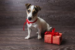 Jack Russell Terrier with festive gift box. royalty free stock images Jack Russell Terrier with festive gift box. royalty free stock images