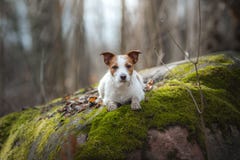 Jack Russell Terrier marche dans les bois petit chien doux en nature photos libres de droits Jack Russell Terrier marche dans les bois petit chien doux en nature photos libres de droits