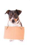 Jack Russell Terrier mit einem Zeichen auf einem weißen Hintergrund; lizenzfreie stockbilder Jack Russell Terrier mit einem Zeichen auf einem weißen Hintergrund; lizenzfreie stockbilder