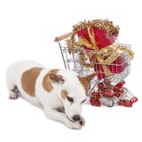 Jack Russell Terrier neben Einkaufskartenweihnachten lizenzfreie stockfotografie Jack Russell Terrier neben Einkaufskartenweihnachten lizenzfreie stockfotografie