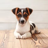 Jack Russell terrier puppy, laying on boards floor. Studio shot royalty free stock photo Jack Russell terrier puppy, laying on boards floor. Studio shot royalty free stock photo