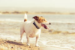 Jack Russell Terrier à la plage amicale de mer de chien marchant outre de la laisse avant coucher du soleil photographie stock libre de droits Jack Russell Terrier à la plage amicale de mer de chien marchant outre de la laisse avant coucher du soleil photographie stock libre de droits