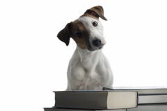 Jack Russell und Bücher auf einem lokalisierten Hintergrund lizenzfreie stockfotografie Jack Russell und Bücher auf einem lokalisierten Hintergrund lizenzfreie stockfotografie