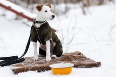 Jack Russell väntande på mat arkivfoto Jack Russell väntande på mat arkivfoto