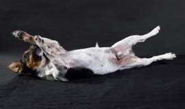 Jack russle terier obrazy stock Jack russle terier obrazy stock