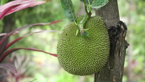 Jackfruit en el árbol Jackfruit en el árbol