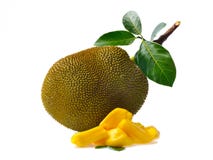Jackfruit isolato su priorità bassa bianca immagine stock libera da diritti Jackfruit isolato su priorità bassa bianca immagine stock libera da diritti