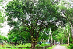 Jackfruit on tree. Huge jack fruit gowing in tree.jackfruit fruits fresh tree organic closeup beautiful garden green leaf.Very big stock photo Jackfruit on tree. Huge jack fruit gowing in tree.jackfruit fruits fresh tree organic closeup beautiful garden green leaf.Very big stock photo