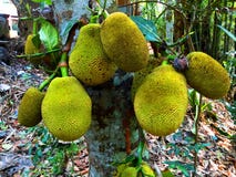 jackfruit στη χαμηλότερη πλευρά ενός δέντρου στοκ φωτογραφία jackfruit στη χαμηλότερη πλευρά ενός δέντρου στοκ φωτογραφία