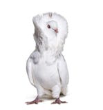 Jacobin pigeon also known as a fancy pigeon or capucin pigeon lo Stock Images Jacobin pigeon also known as a fancy pigeon or capucin pigeon lo Stock Images