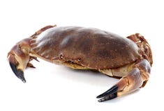 Jadalny brown krab zdjęcia stock Jadalny brown krab zdjęcia stock