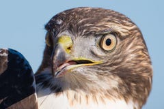 Jag tror enshinned barnslig hökstående - tätt upp - på Hawk Ridge Bird Observatory i Duluth, Minnesota under nedgångmigr arkivbilder Jag tror enshinned barnslig hökstående - tätt upp - på Hawk Ridge Bird Observatory i Duluth, Minnesota under nedgångmigr arkivbilder
