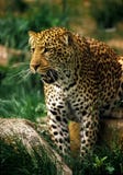 Jaguar Jaguar