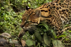 Jaguar closeup view royalty free stock photos Jaguar closeup view royalty free stock photos