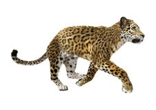 Jaguar royalty free stock images Jaguar royalty free stock images