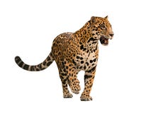 Jaguar ( Panthera Onca ) Isolated Royalty Free Stock Photo