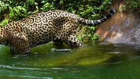 Jaguar que joga na lagoa Jaguar que joga na lagoa