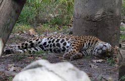 Jaguar resting under a tree royalty free stock photography Jaguar resting under a tree royalty free stock photography