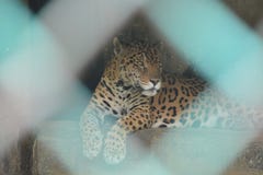 Jaguar sitting behind the cage. stock images Jaguar sitting behind the cage. stock images