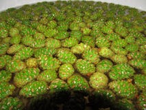 Jam from young pine cones. The process of making a healthy and delicious dessert stock images Jam from young pine cones. The process of making a healthy and delicious dessert stock images