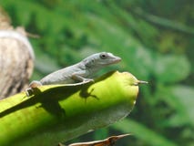 Jamajski anole obsiadanie na liściu zdjęcia stock Jamajski anole obsiadanie na liściu zdjęcia stock