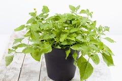 Jambu, Paracress, Acmella oleracea, spice herb, healing plant on wood Royalty Free Stock Image Jambu, Paracress, Acmella oleracea, spice herb, healing plant on wood Royalty Free Stock Image