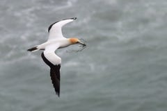 Jan-van-gent die bij de kust van Muriwai vliegen royalty-vrije stock afbeeldingen Jan-van-gent die bij de kust van Muriwai vliegen royalty-vrije stock afbeeldingen